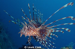 Common lionfish spotted hovering over a reef, beautiful s... by Laura Cook 